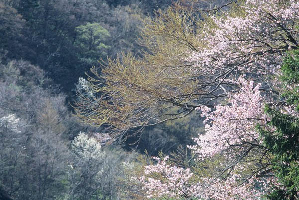 山桜(2)