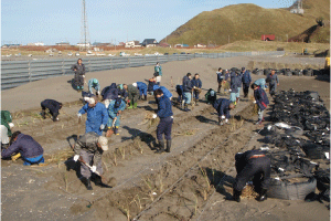 移植作業の様子