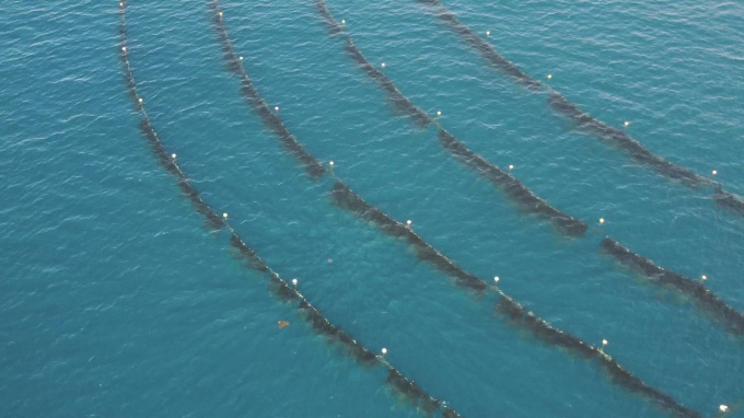 海面に浮かぶリシリコンブ