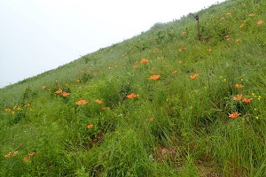 移植したエゾスカシユリの開花状況（令和4年6月）