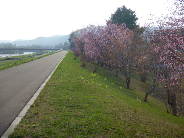 開花（平成30年4月30日）