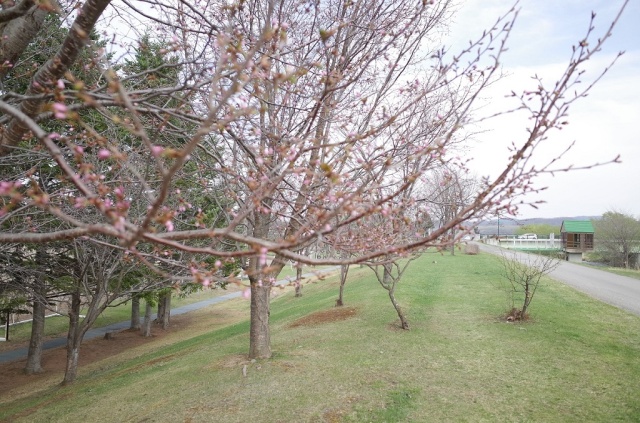 開花（平成30年4月30日）