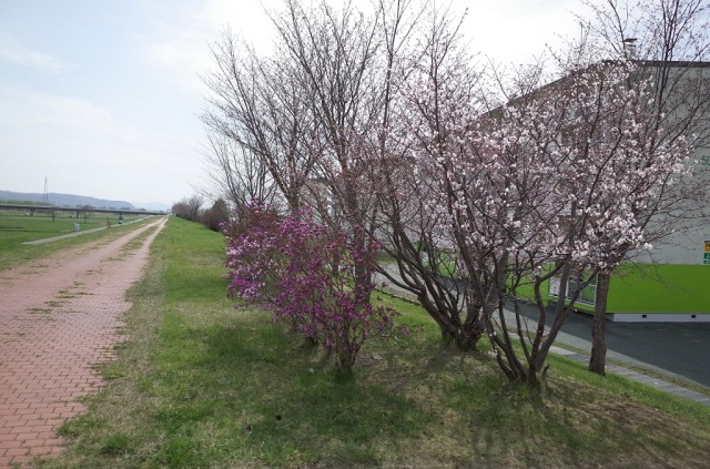 開花（平成30年4月30日）