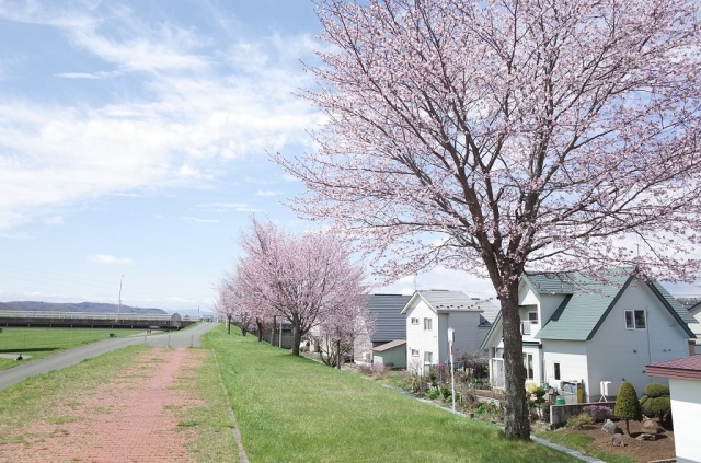 満開（平成30年5月4日）