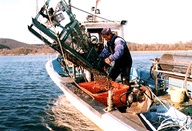 シジミ漁