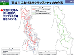 天塩川におけるサクラマス・ヤマメの分布図