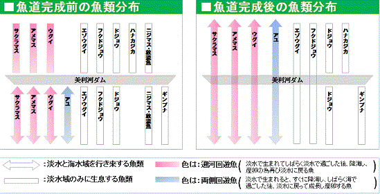 魚類分布図