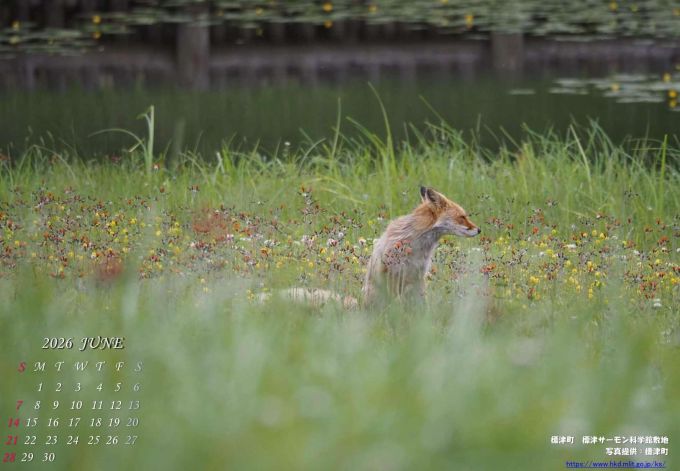 6月　標津町　標津サーモン科学館敷地