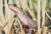 Siberian salamander