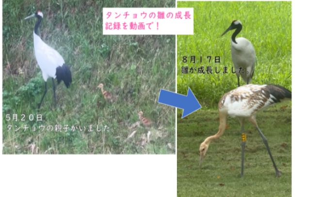 タンチョウの親子がいました。