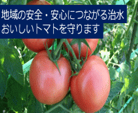 地域の安全・安心につながる治水　おいしいトマトを守ります