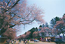 Cherry trees along Nijukken Road