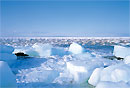 Drift ice on the Sea of Okhotsk
