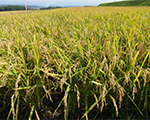 収穫時期を迎えた稲の写真