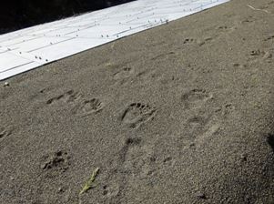 熊の足跡