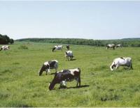 牧草を食べる乳牛
