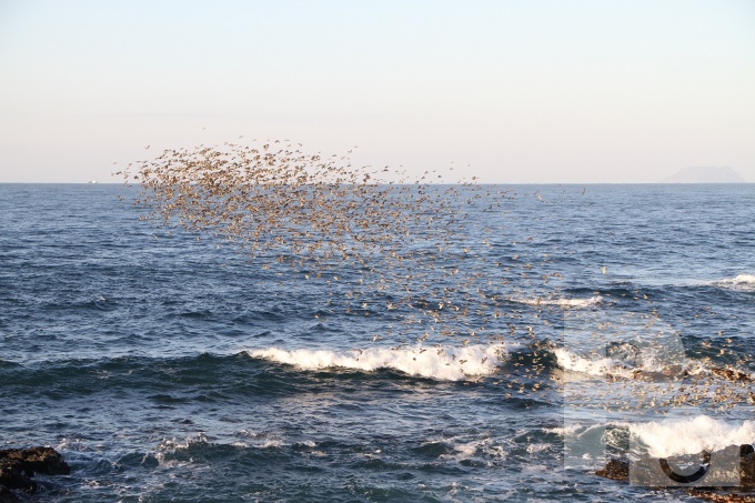 野鳥の群れ