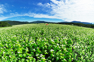 政和ビューポイントパーキング　政和そばの花展望台（幌加内町）