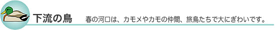 下流のとり