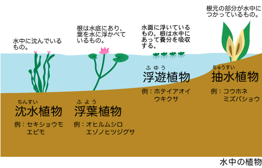 水中の植物