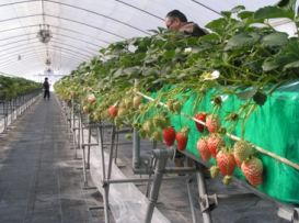 高設のイチゴ栽培