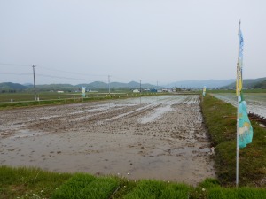 1田んぼ（田植え前）
