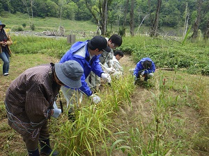 アイヌの伝統的な栽培方法「川州畑」で収穫作業を体験