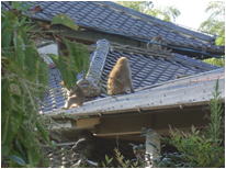 相馬市小高区の猿