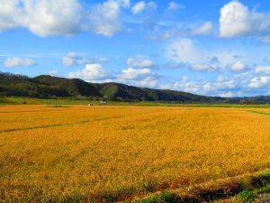 むかわ町田んぼの写真