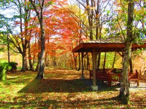 岩内園地の紅葉の写真