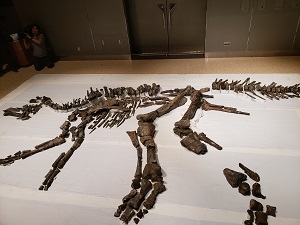 実物の化石の写真