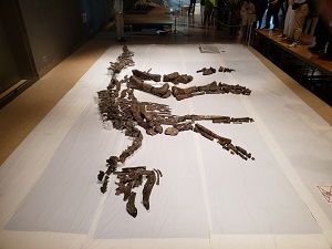 実物の化石の写真
