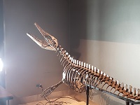 モササウルスの写真