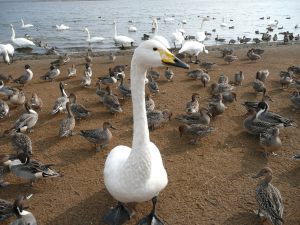 道の駅ウトナイ湖