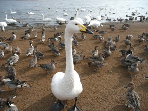 道の駅ウトナイ湖