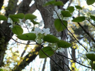 オオカメノキの花