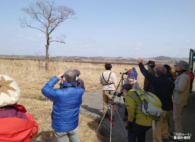 野鳥観察