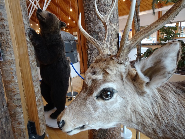 ひがし大雪自然館～熊と鹿～