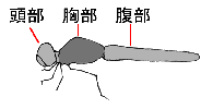 トンボ解説図