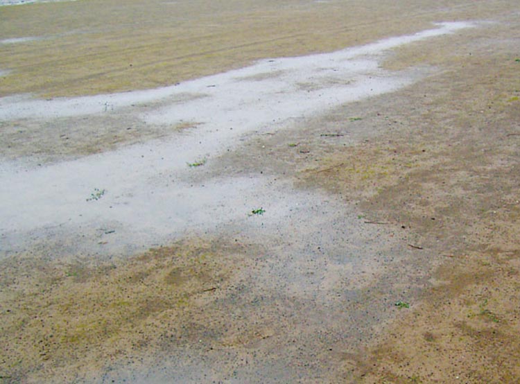 足もとに落ちた雨のゆくえと川 1 流れない水はどうなるの 1 しみこむ 帯広開発建設部