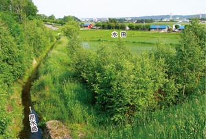 少し高いところから見た用水路と、水田。