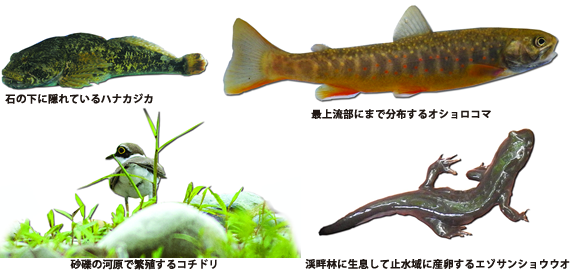 生き物