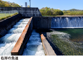 右岸の魚道