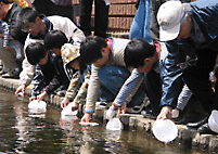 サケの稚魚放流