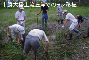 十勝大橋上流左岸でのヨシ移植