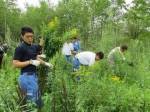 オオアワダチソウ駆除作業_2