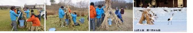 11月19日　タンチョウ給餌場設置