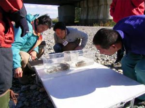 河原の状況確認（札内橋付近右岸）