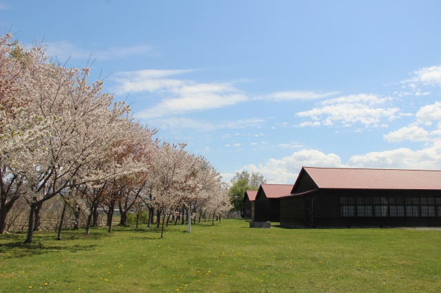 かかし古里館木造校舎裏桜並木（共和町）