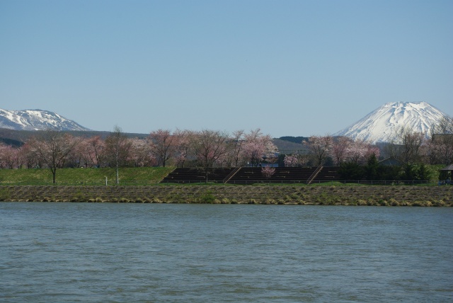 尻別川桜づつみ2